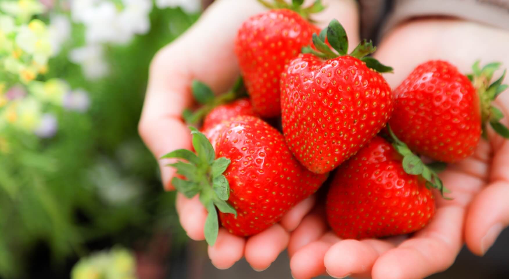 有限会社小川農場