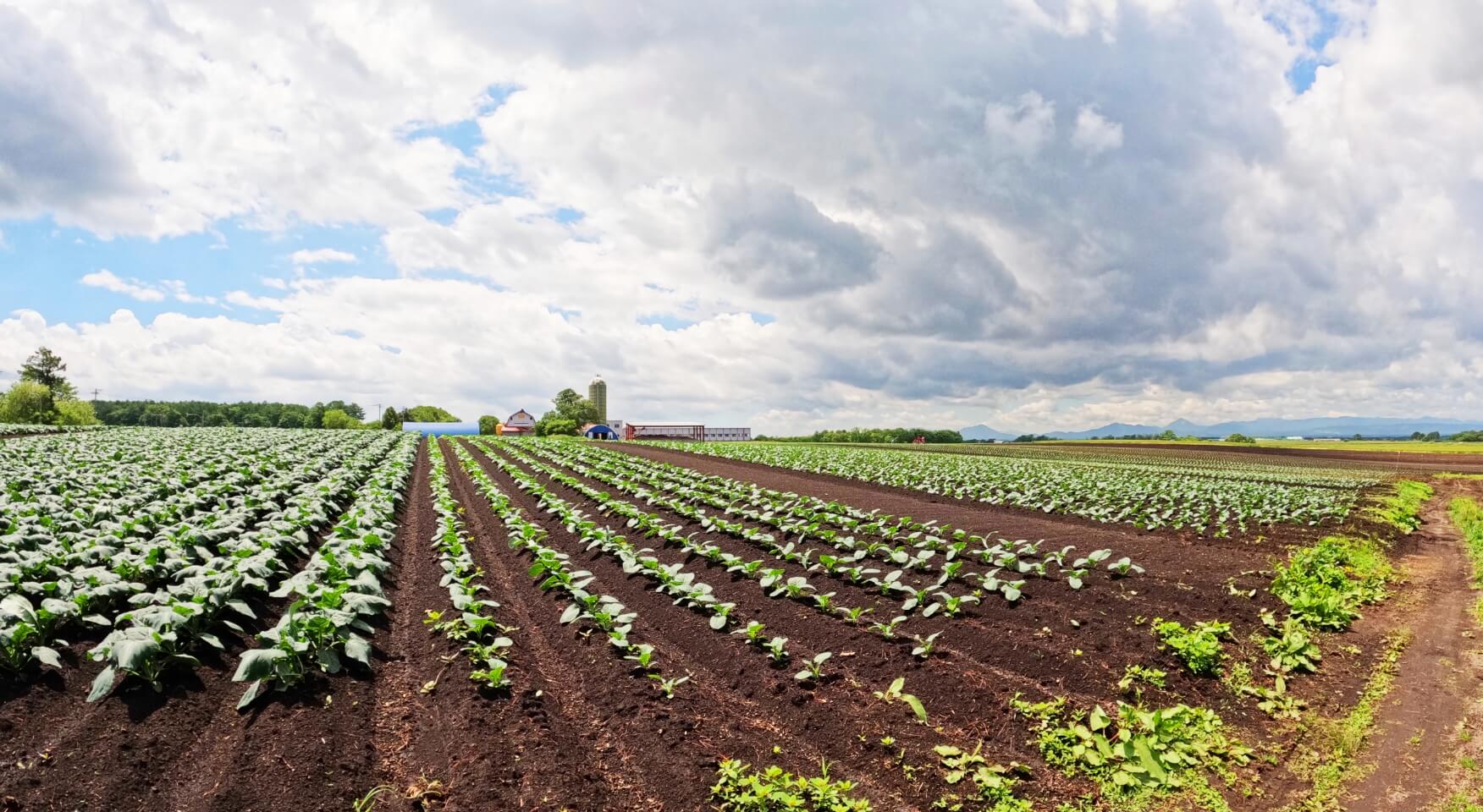 株式会社Souplesse（株式会社土居ファーム）
