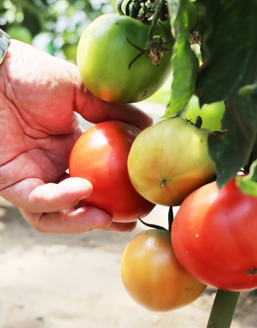 土居ファーム様のご紹介