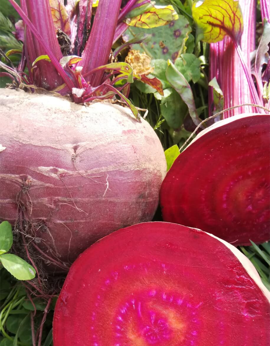 かねこ農園様のご紹介